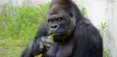 大猩猩被爆料的网红视频,揭秘动物界的“网红”生活